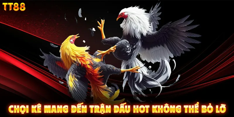 Chọi kê mang đến trận đấu hot không thể bỏ lỡ