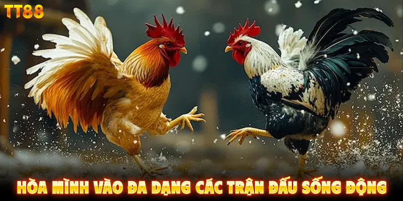 Hòa mình vào đa dạng các trận đấu sống động
